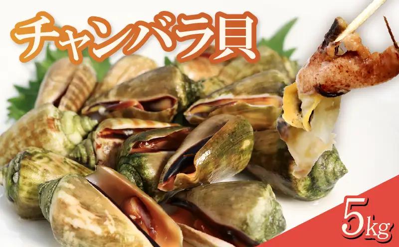 チャンバラ貝 5kg 貝