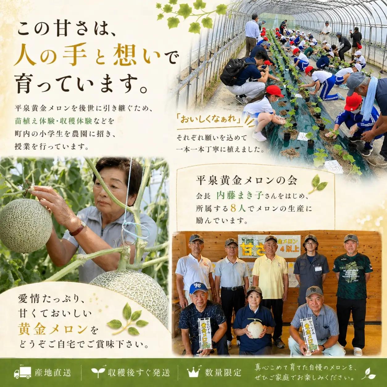 平泉黄金メロン 1玉  約1.5kg【2026年8月下旬以降より発送】【omk001-A】