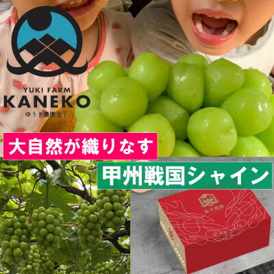 【ふるさと納税】【山梨の大自然×本場山梨の匠】山梨が織りなす甲州戦国シャインマスカット2026年9月下旬より発送【配送不可地域：離島】【1497110】