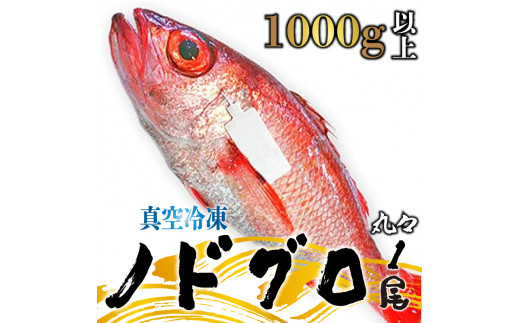 ノドグロ  約1000g以上 1尾 1kg 新潟 日本海産 高級魚 新発田 アカムツ 新鮮 真空 急速冷凍 冷凍 魚介類 推し 日本海 新潟産 国産 uomizushima009_01
