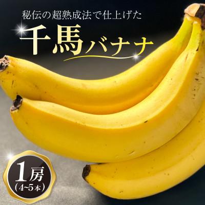 ふるさと納税 城陽市 超熟成法仕立て 千馬バナナ 1房 4〜5本入り