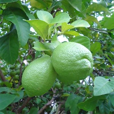 ふるさと納税 海南市 【産直】和歌山産グリーンレモン約3kg(サイズ混合)(海南市) |  | 01