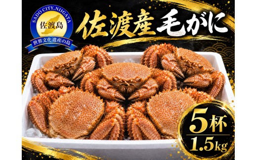 【先行予約】佐渡産 毛ガニ 300g×5杯 計1.5kg 浜茹で 冷蔵 海洋深層水で泥抜き | 新潟県産カニ 佐渡産カニ 佐渡島産毛ガニ 毛ガニ けがに 毛蟹 カニ 蟹 かに ボイル 浜茹で 姿 かにみそ 海鮮 魚介 魚介類 にいがた さど 新潟県 佐渡市  新潟県産カニ 佐渡産カニ 佐渡島産毛ガニ 毛ガニ けがに 毛蟹 カニ 蟹 かに  新潟県産カニ 佐渡産カニ 佐渡島産毛ガニ