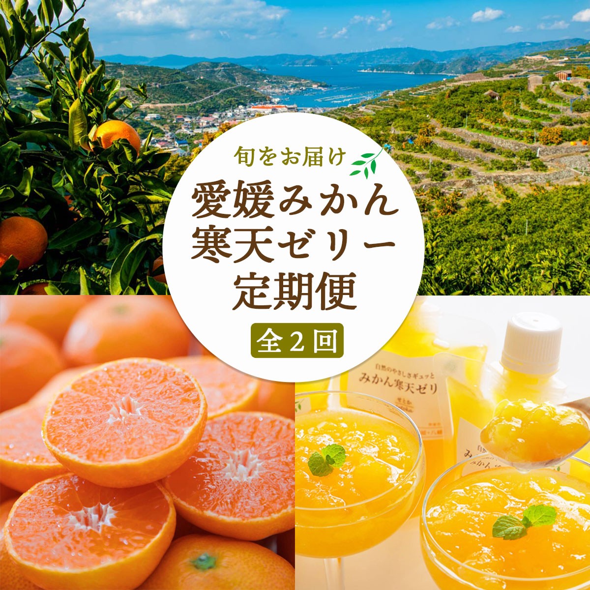 
                  ＜発送月固定定期便＞愛媛みかん&みかん寒天ゼリー ミヤモトオレンジガーデン＜E25-159＞全2回【4050050】 YWTAP101
                