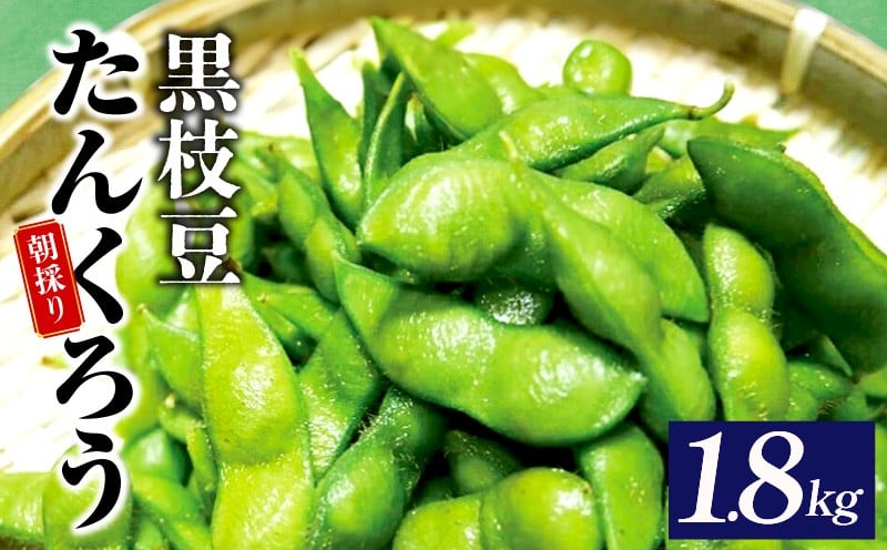 黒枝豆 1.8kg 先行予約 畑直送 朝採り