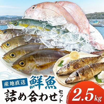 ふるさと納税 御坊市 御坊産　鮮魚セット　約2.5kg