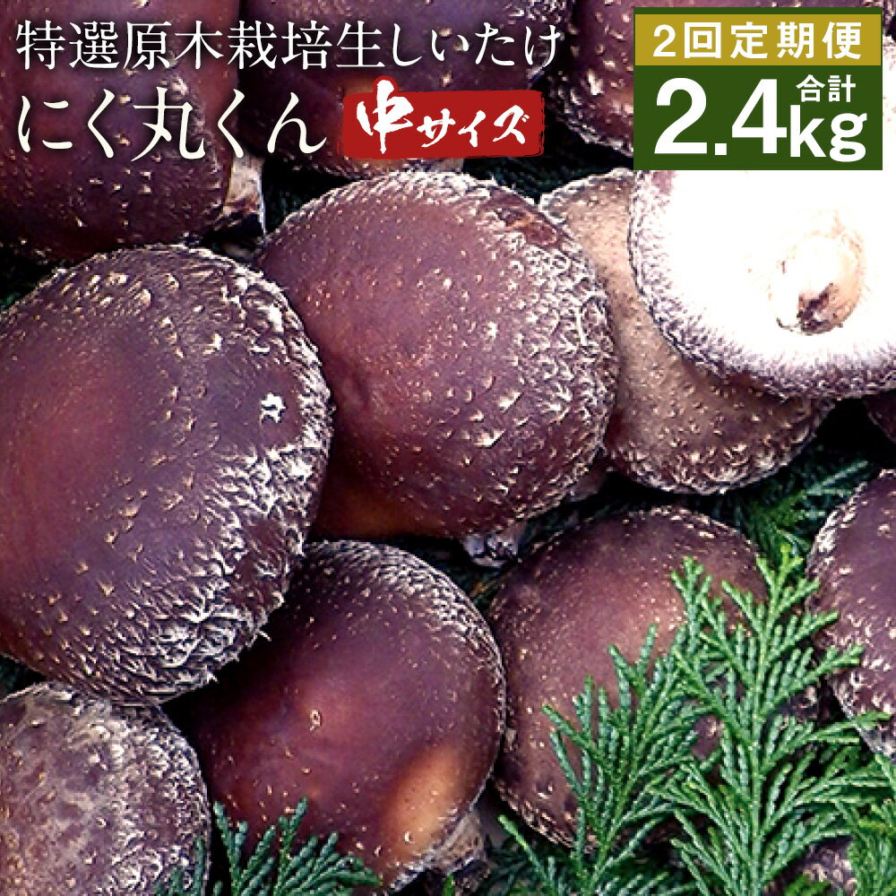【ふるさと納税】【先行受付】【定期2回】特選原木栽培生しいたけ にく丸くん 中サイズ 1.2kg×2回お届け 合計2.4kg 生椎茸 しいたけ きのこ 熊本県人吉産 九州 冷蔵 送料無料【2025年11月・2026年1月にお届け】