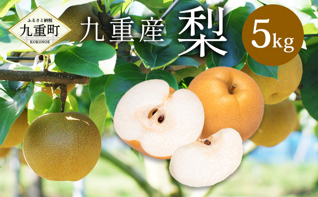 【2023年9月上旬より発送開始】 永楽果樹園 梨 5kg 大分県産 (二十世紀、あきづきのうちいずれか一種)