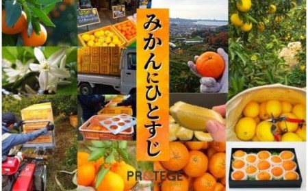 【早期予約受付中！2024年12月～順次発送】二種のみかん食べ比べ箱 愛果28号・はれひめ(家庭用) 約 2.8kg  （愛媛 みかん 蜜柑 みかんセット 蜜柑セット 果物 みかん 蜜柑）【PT022