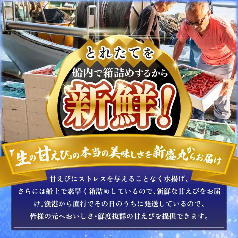 先行予約 新鮮 ふく福甘えび（生）600g 2026年9月上旬以降順次発送予定 冷蔵発送 エビ 海老 [A-13562]