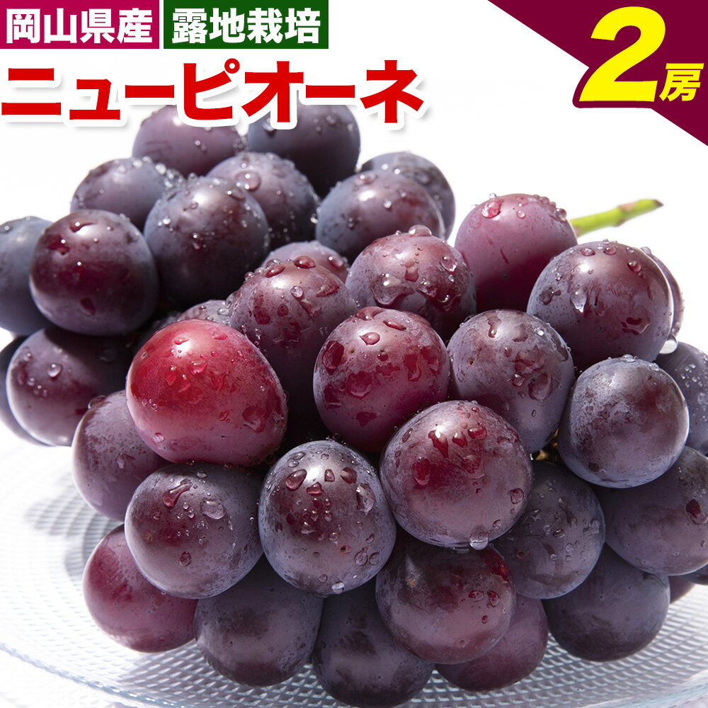 【ふるさと納税】【先行予約】ニューピオーネ 2房 480g以上 露地栽培 有限会社ホーティカルチャー神島《2026年9月中旬-10月中旬頃出荷》岡山県 浅口市 ぶどう ピオーネ フルーツ 旬 果物 国産 岡山県産 送料無料 冷蔵【配送不可地域あり】