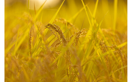 【定期便】【令和7年産】厳選こだわり南魚沼産コシヒカリ「こまがた農園のお米」 4kg(2kg×2袋)×9回