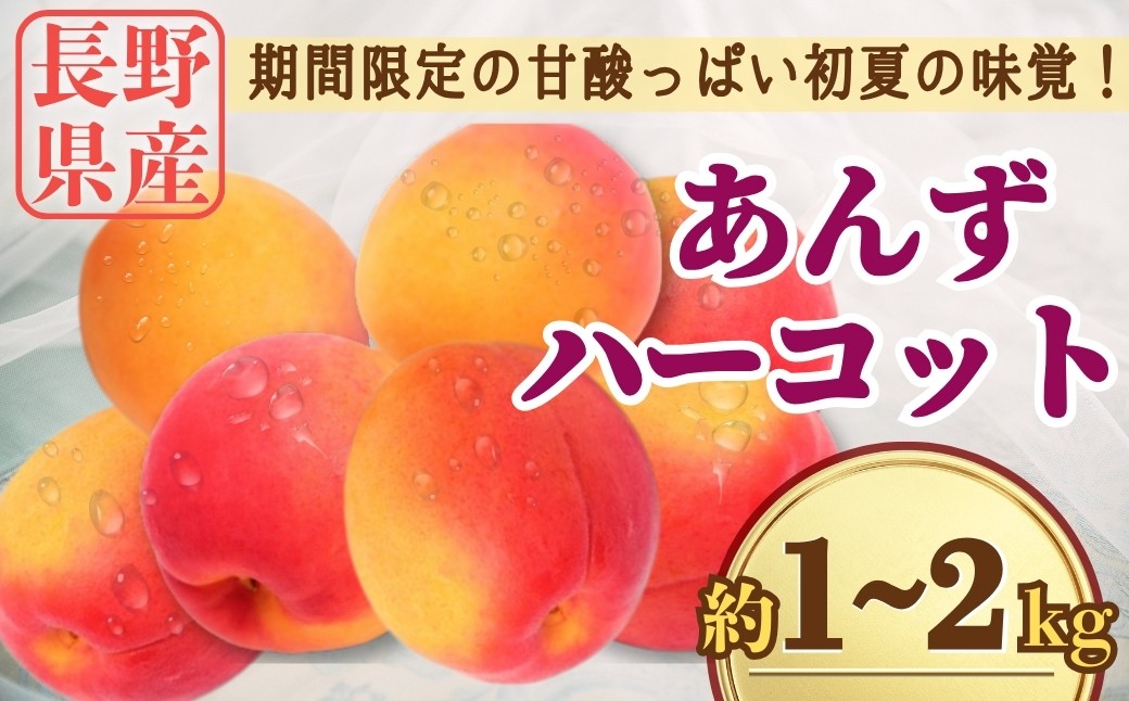 
                  あんず ハーコット 約1kg / 約2kg｜ 生あんず 果物 フルーツ 杏子 アンズ アプリコット 千曲市 長野県 信州
                