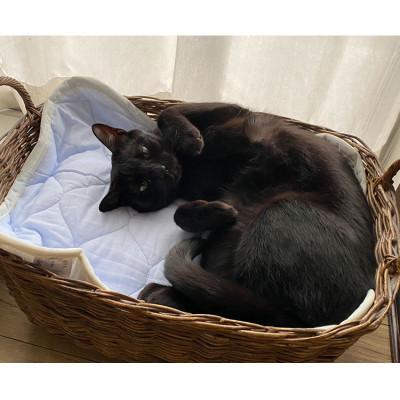 ふるさと納税 岸和田市 【M 65×50cm】2枚組コットン100%ペット用マット　PET-6550-2P |  | 01