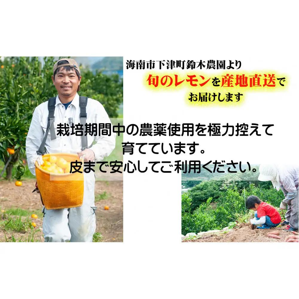 レモン 約5kg 大小混合サイズ ちょっと訳あり 11月～2月に鈴木みかん農園より農園直送！ 青いレモン 黄色いレモン ※北海道・沖縄・離島への配送不可