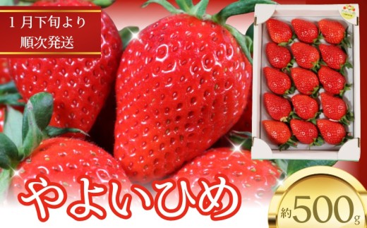 いちご やよいひめ  約450g～500g 12～15粒 贈答 におすすめ 苺 イチゴ 大粒 甘い 美味しい 食べ頃 お取り寄せ 通販 産地直送  農家直送 高級 家庭用 ご褒美 人気 リピーター続出
