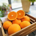 【ふるさと納税】厳選 完熟 清見 オレンジ 約2kg【先行予約・2025年2月～発送】【MS36】 | フルーツ 果物 くだもの 食品 人気 おすすめ 送料無料 農家直送