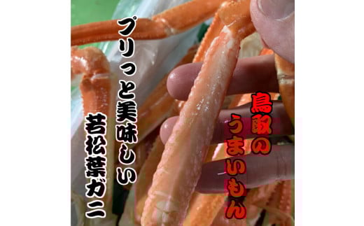【魚倉】ボイル若松葉ガニ 4尾分8肩（足１から２本なし含む） 松葉ガニ カニ ズワイガニ ボイル 冷蔵 カニ爪 かにしゃぶ カニ刺身 ずわいがに 鮮度抜群 国産 高級 足欠け 足かけ 鳥取県 倉吉市
