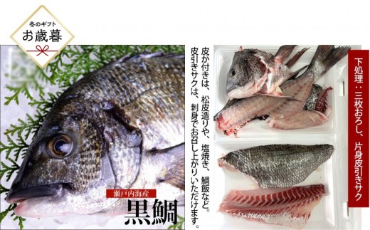 【お歳暮】【三枚おろし片身皮引きサク、片身皮付き】黒鯛 1尾（約1ｋg）ちぬ チヌ 刺身 | 黒鯛 チヌ 鯛 鮮魚 刺身 国産 新鮮 活魚 ギフト お歳暮 グルメ お取り寄せ 人気