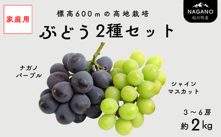 TK35-26A 【先行予約】【家庭用】 ぶどう2種セット （ナガノパープル・シャインマスカット） 約2kg ／ 2026年9月中旬～10月上旬頃 配送予定 // 長野県 南信州 種なし 葡萄 セット ナガノパープル シャイン マスカット お試し 訳あり お取り寄せ 