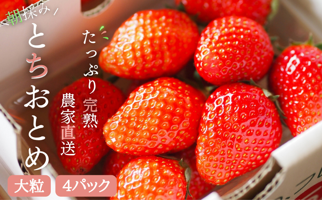【2027年1月より発送】いちご専門農家直送！朝摘み収穫したての完熟とちおとめ4パック1箱