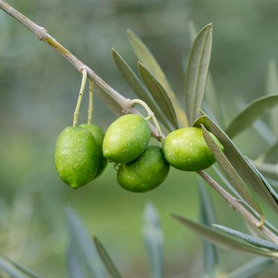 ふるさと納税 日置市 OLIVIA ANGEL PLANTA フェイスオイル[20ml×1] |  | 01