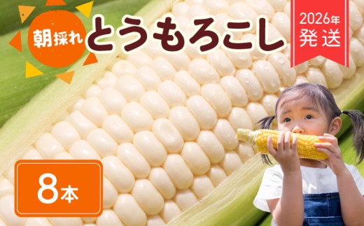 【 2026年 先行予約 】 朝採れ 白 とうもろこし 8本 ホワイトコーン ホワイト コーン スイートコーン 2026年6月下旬発送開始 生 白 新鮮 ジューシー 旬 野菜 やさい 夏野菜 朝採り とうきび BBQ バーベキュー 数量限定 季節限定 送料無料 産地直送 冷蔵 千葉県 旭市 Re.FOODS The Morokoshi 株式会社はなわ農園 hnw010