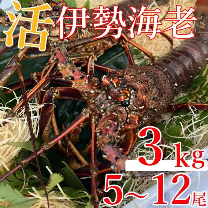 【 予約受付 令和8年9月16日以降発送 】活伊勢海老 (軍手付き) 5～12尾 約3kg【イセエビ 伊勢海老】