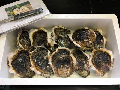 能登産 岩牡蠣（2.5kgセット／8～10個入）専用ナイフ 片手用軍手付 加熱用 |  魚介類 訳あり 生活応援価格 ご家庭用  冷蔵配送 石川県 七尾市 ※2026年6月下旬～8月上旬頃に順次発送予