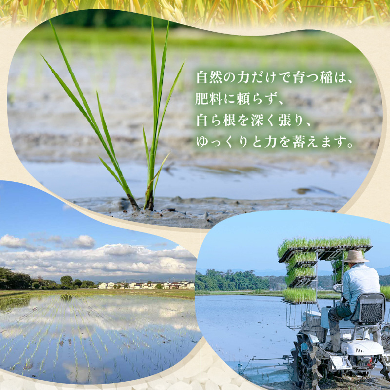 【先行予約】【令和8年産】【定期便】 ≪6ヶ月連続お届け≫ コシヒカリ 精米 5kg×6回 （計30kg） 化学肥料 農薬不使用 自然栽培米 / 北陸 福井県産 あわら市 ブランド米 白米 お米 コメ