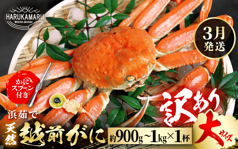 
            【先行予約】【訳あり】≪浜茹で≫ 天然 越前がに 大サイズ × 1杯 かにスプーン付き 【2025年3月上旬以降順次発送予定】 はるか丸厳選！【足折れ】【冷蔵 本場の味 ボイル 越前ガニ 蟹 茹で ずわいがに ズワイガニ 福井 日本海】[m36-x006_03]
          