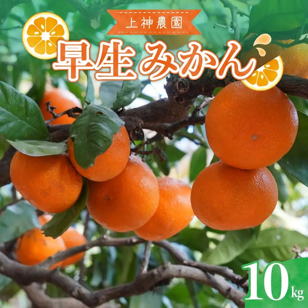 先行受付 2026年11月中旬～発送 早生みかん 約10kg 柑橘