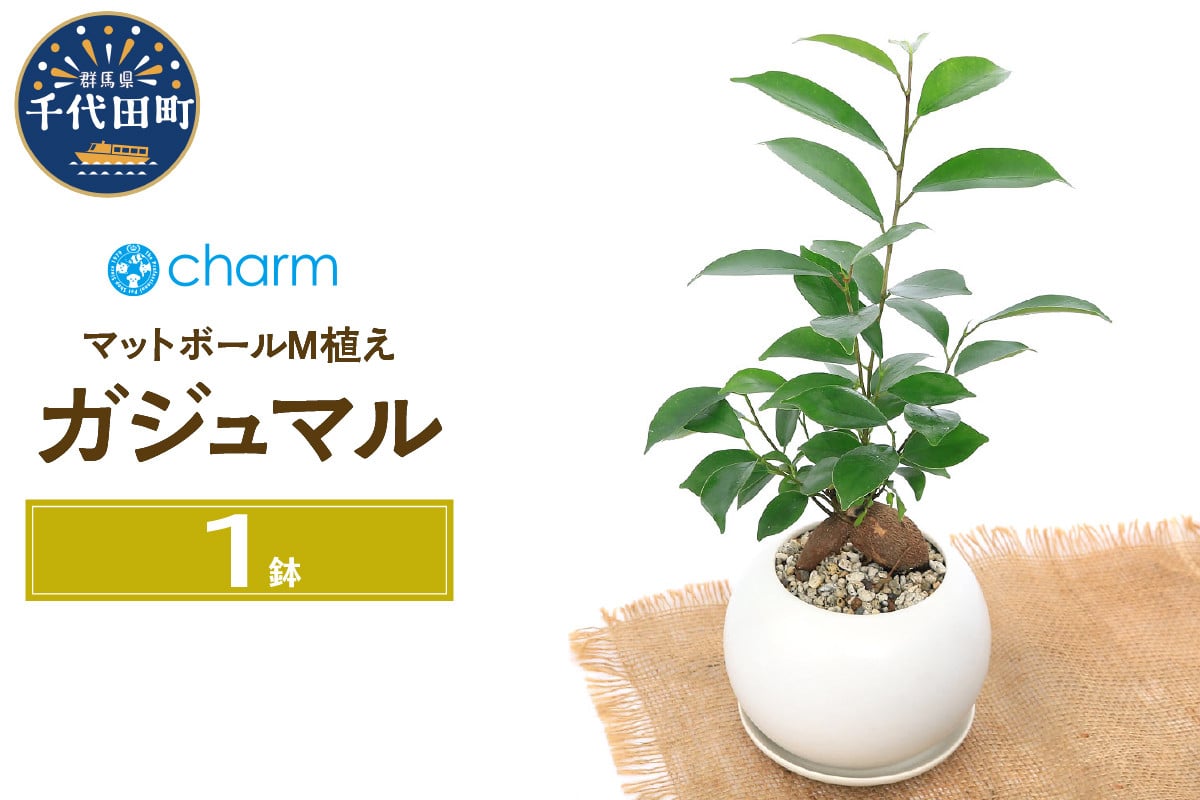 
ガジュマル マットボールＭ植え（１鉢） 受皿付 軽石砂 北海道冬季発送不可 群馬県千代田町 多肉植物 インテリア ナチュラル オシャレ リラクゼーション 室内栽培 プレゼント ギフト 贈答用 お祝い 送料無料 趣味 家庭 ライフスタイル 人気 オススメ 初心者 玄関リビング キッチン 株式会社チャーム
