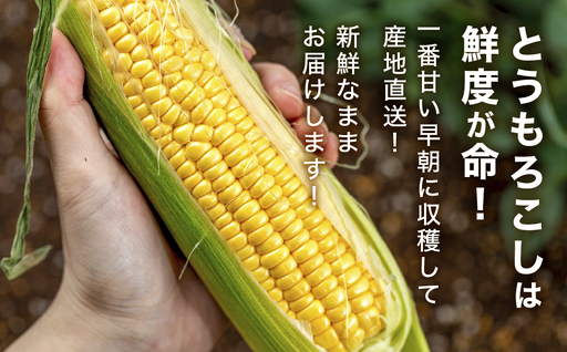 朝採れ とうもろこし 10~16本 イエロー とうもろこし