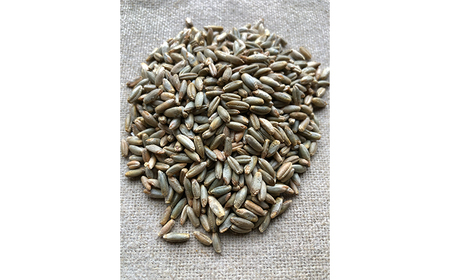 薪窯パン 有機ライ麦 3個 【 農家パン VERUM 】 ／ パン ぱん ブレッド ベーカリー 古代小麦 薪窯 薪窯焼き 薪窯焼 石窯パン 石窯 卵不使用 乳製品不使用 乳不使用 自家製発酵種 国産 