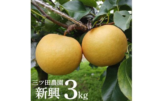 11M.■三ツ田農園■新興3kg