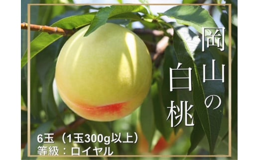 HT-1　【令和7年発送・先行予約】岡山県産　白桃（1玉300ｇ以上）6玉　等級：ロイヤル　化粧箱入り