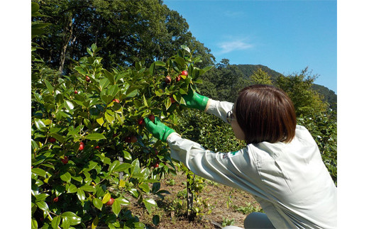 アガノユキツバキハンドクリーム　3本セット