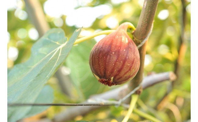 【期間限定】もぎたて朝どり完熟いちじく　秀品 約1kg（9～12玉）／愛知県産　サマーレッド　いちじく　イチジク　無花果　果物　フルーツ　