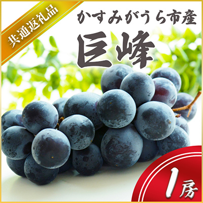 
            ＜2025年7月より順次発送予定＞巨峰　1房(県内共通返礼品:かすみがうら市産) (BR040)
          