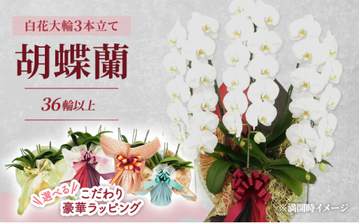 【選べるこだわり豪華ラッピング】赤平長持ち胡蝶蘭白花大輪3本立て (36輪以上) R＆Bゴールド
