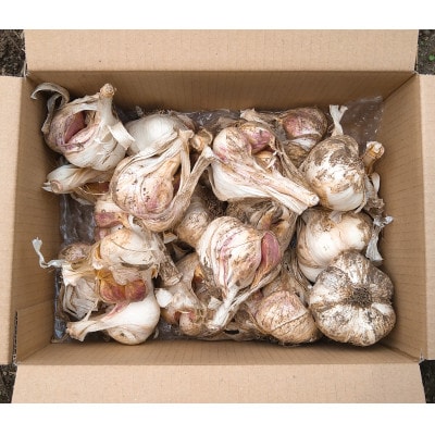 【先行受付:2026年7月より発送】青森ごのへ町産にんにく　家庭用土付きLサイズ以上 約1.5kg【配送不可地域：離島・沖縄県】