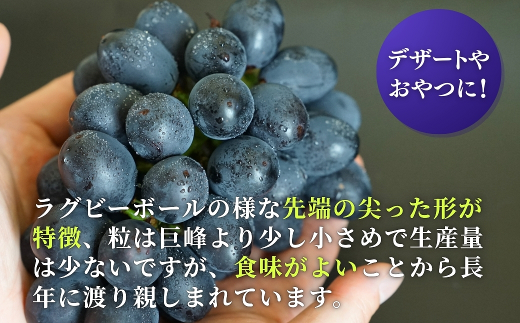 《先行予約》 ぶどう 稀少!数量限定「高尾」黒系ぶどう 約2kg 種無し 種が無い 皮ごと食べられる 希少品種 数量限定 2キロ 葡萄 ブドウ 黒ぶどう 種なし レア 果物 フルーツ 肉厚 甘い 濃厚