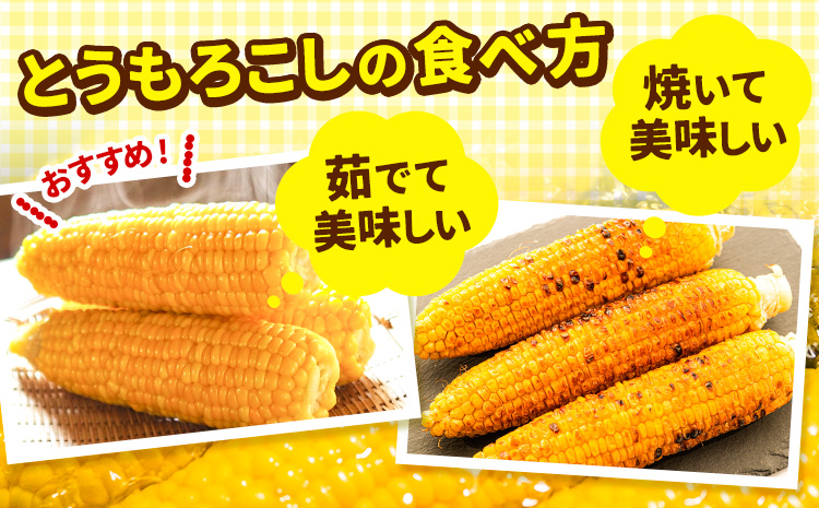 朝採りとうもろこし スーパースィート 「ゴールドラッシュ」 特大サイズ 20本(1本380g以上) Lサイズ 《8月中旬-9月中旬頃出荷》嶋崎農園 送料無料 北海道 本別町北海道 十勝 本別町産 スー