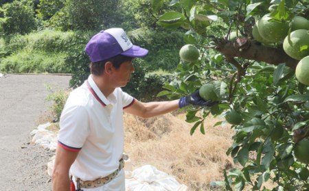 文旦 土佐文旦10kg 家庭用大玉 中西農園