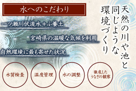 新仔‼味鰻の手焼備長炭蒲焼 5尾（無頭）化粧箱入 熨斗対応可【D109-2311】国産 うなぎ 鰻 ウナギ 蒲焼 長焼 九州 宮崎