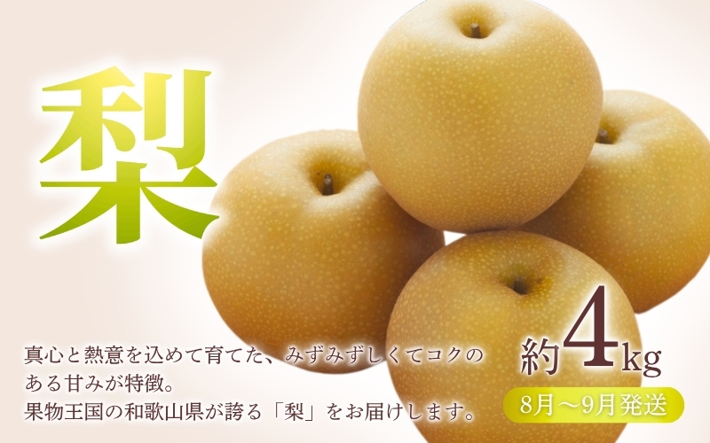 【全3回定期便】和歌山の旬のフルーツ定期便！人気の桃・ピオーネ・梨をお届け♪ 