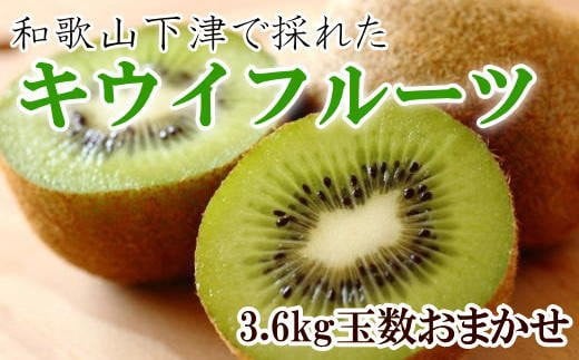 和歌山の下津で採れたキウイフルーツ約3.6kg（玉数おまかせ・秀品）★2027年1月中旬～2027年3月上旬頃より順次発送 / キウイフルーツ 果物 フルーツ くだもの キウイ【tec502B】