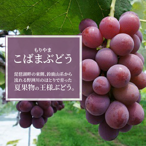 もりやまこばまぶどう1kg ２房　モリヤマブドウ もりやまぶどう 竜宝 紅伊豆 ブラックオリンピア クイーンニーナ フルーツ 糖度17度以上 とっても甘い 竜宝 紅伊豆 ブラックオリンピア クイーンニ