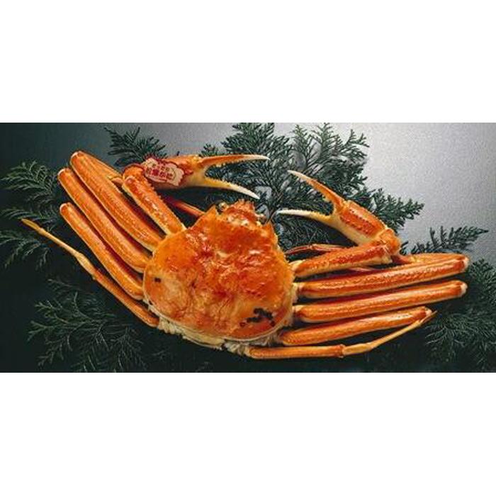 【ふるさと納税】浜茹で特選とっとり松葉ガニ (特大)【山根商店】 | 鳥取 蟹　 かに